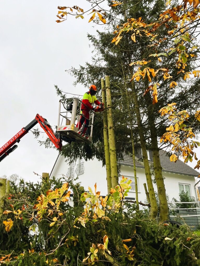 Baumfällung Baumkletterer Wiesbaden