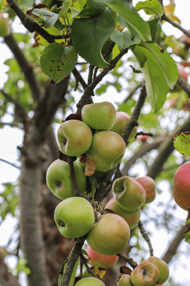 Obstbaum Pflege Schnitt Heidenrod
